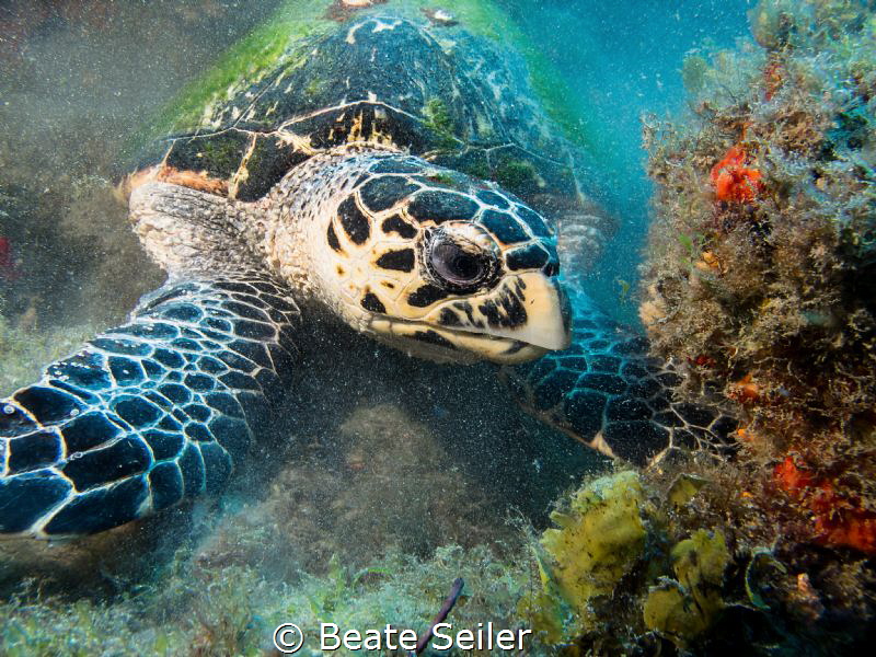 Turtle at work by Beate Seiler 