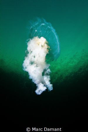 Dancer in the blue! A small fried egg jelly in the shallo... by Marc Damant 