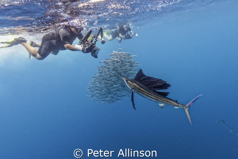 Photographer attempting to photograph a sailfish (he miss... by Peter Allinson 