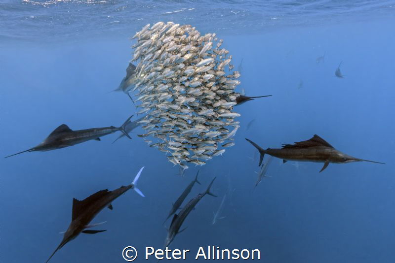 sailfish hunting sardines by Peter Allinson 