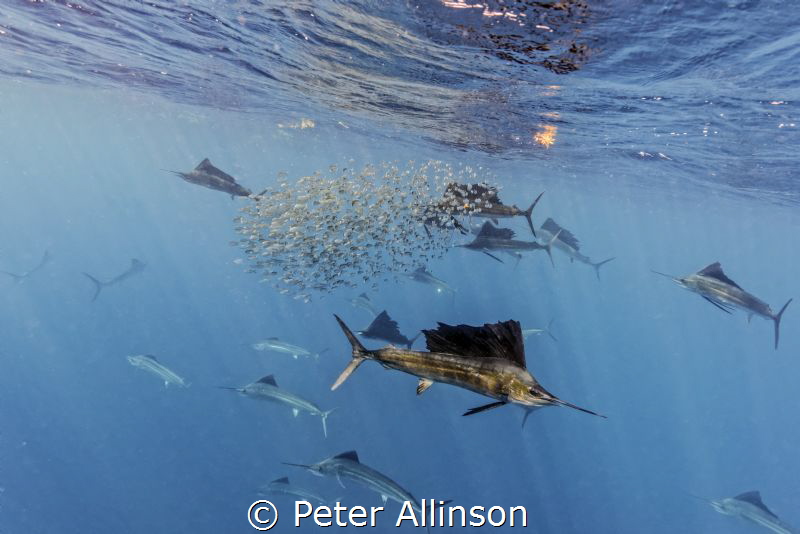 sailfish hunting sardines by Peter Allinson 