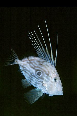 Zeus faber. This is one of the strangest fishes living in... by Arthur Telle Thiemann 