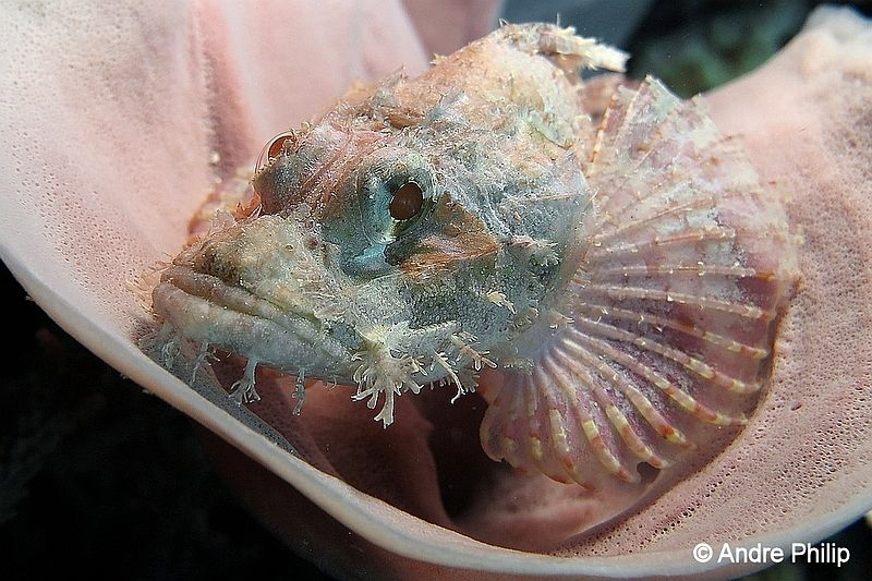 "In the colors of spong" - A scorpionfish in nice pastel
... by Andre Philip 
