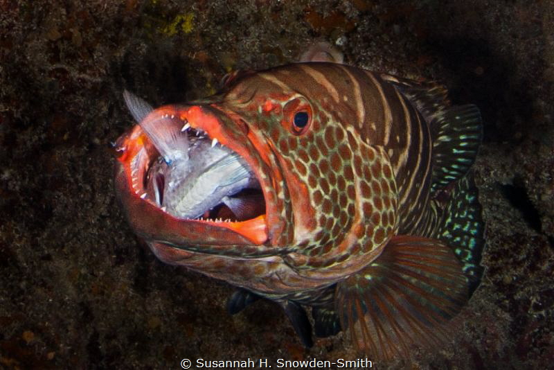 "Bit Off More Than You Can Chew"
A grouper struggles wit... by Susannah H. Snowden-Smith 