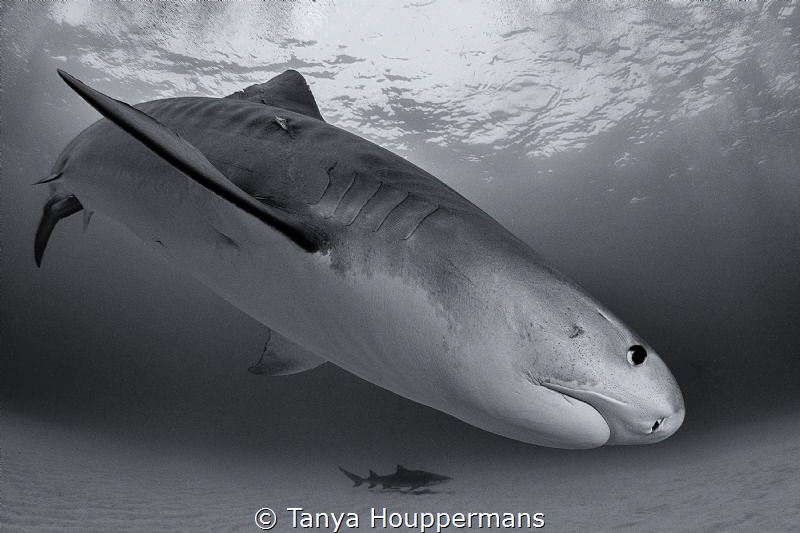 Divebomber
A tiger shark off the coast of Grand Bahama by Tanya Houppermans 