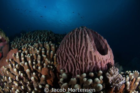 Barrel-sponge at Wakatobi Dive Resort by Jacob Mortensen 