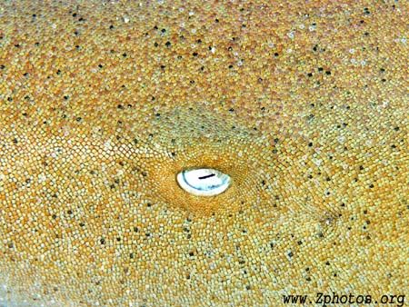This is a closeup of a nurse shark's eye. I loved the til... by Zaid Fadul 