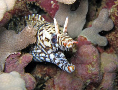 Dragon moray picture taken off the south shore of Oahu, H... by Adrian Lucero 