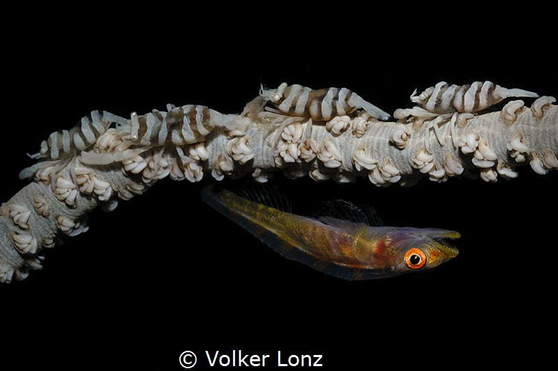 Goby and shrimps by Volker Lonz 