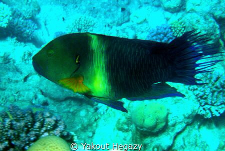 Broomtail wrasse-depth 2-30m by Yakout Hegazy 