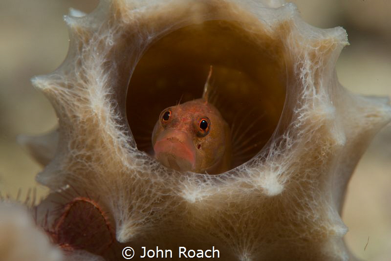 Peeking out .... Ringed Blenny Starksia Hassi  Bonaire by John Roach 