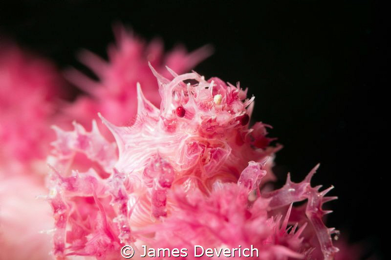Soft Coral Crab, always fascinated by the segmented eyes ... by James Deverich 