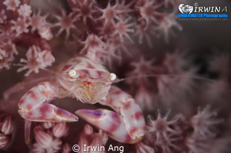 B E A U T Y
Porcelain crab (Porcellanidae)
Lembeh Strai... by Irwin Ang 