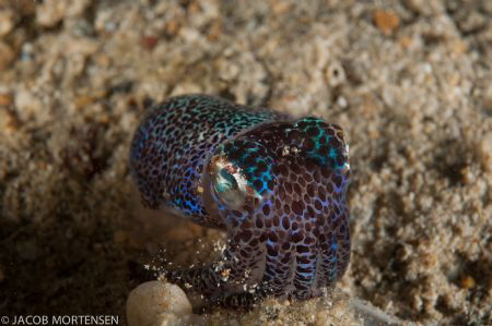 Bobtail squid digging in the sand by Jacob Mortensen 