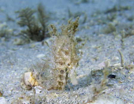 Holding On
Little Seahorse holding on a shell under the ... by Mark Sagovac 