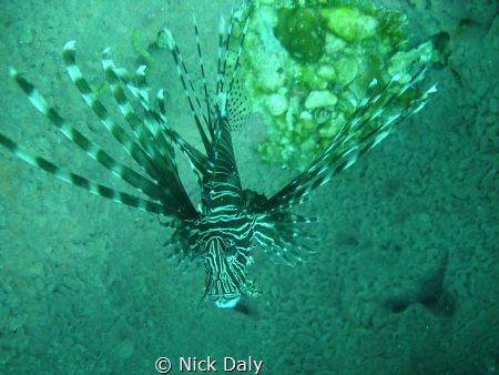 Here's a lionfish trying to hide in Neptune's cup by Nick Daly 