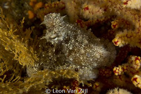 Juvenile Octopus in Hermanus South Africa by Leon Van Zijl 