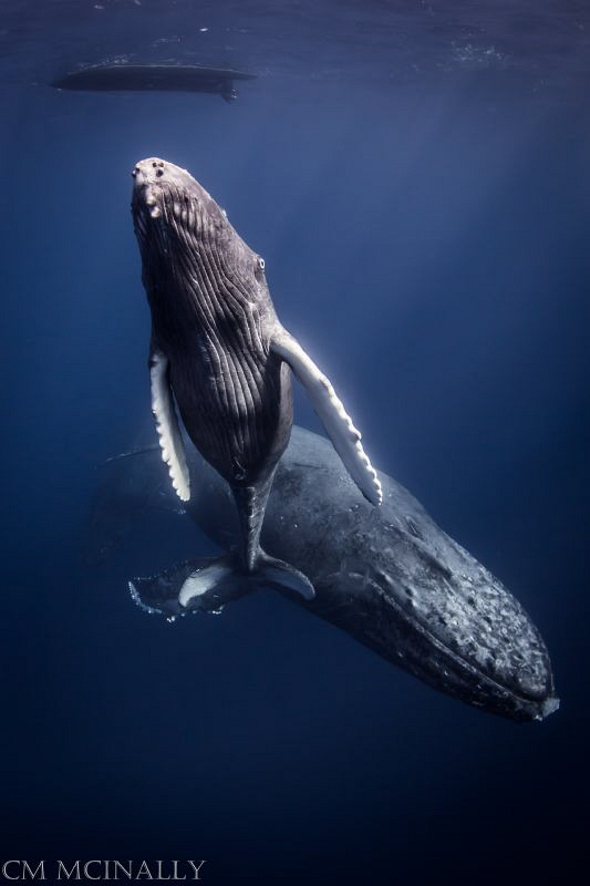 A curious baby humpback swims by me on the way to get a b... by Craig Mcinally 