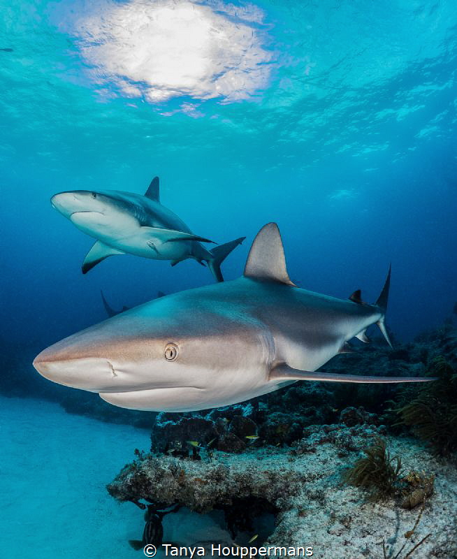 Neighborhood Watch
Two Caribbean reef sharks watch over ... by Tanya Houppermans 