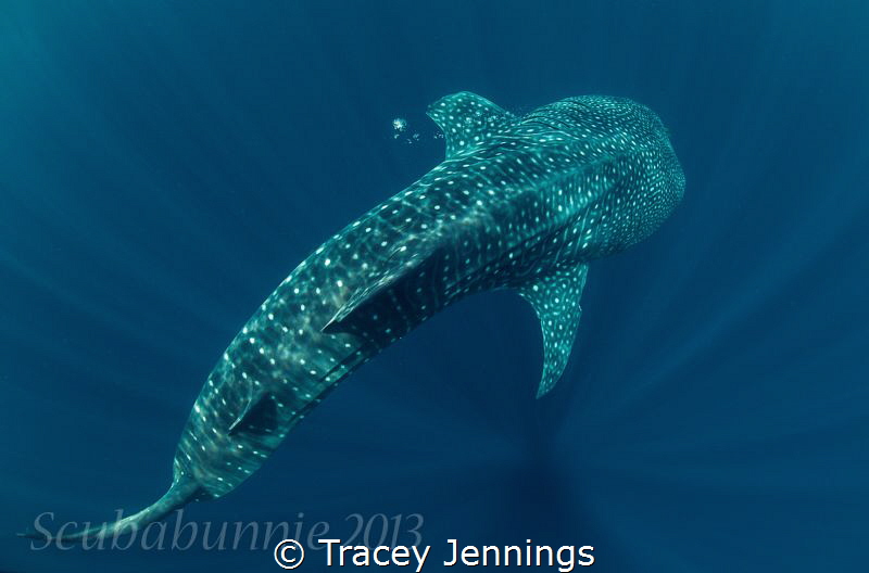 In the blue by Tracey Jennings 