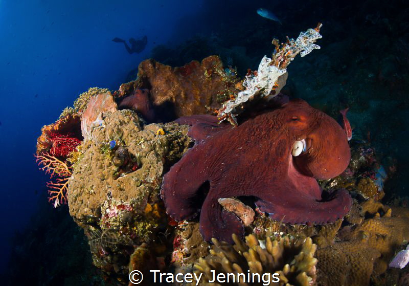 Octopus mating by Tracey Jennings 