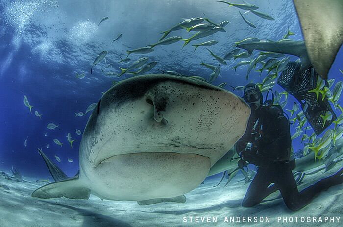 Tiger Sharks like Emma really know how to pose and attrac... by Steven Anderson 