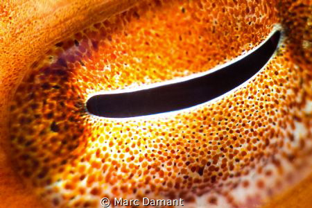 An Eye on you! The spectacular morphing, colour changing ... by Marc Damant 
