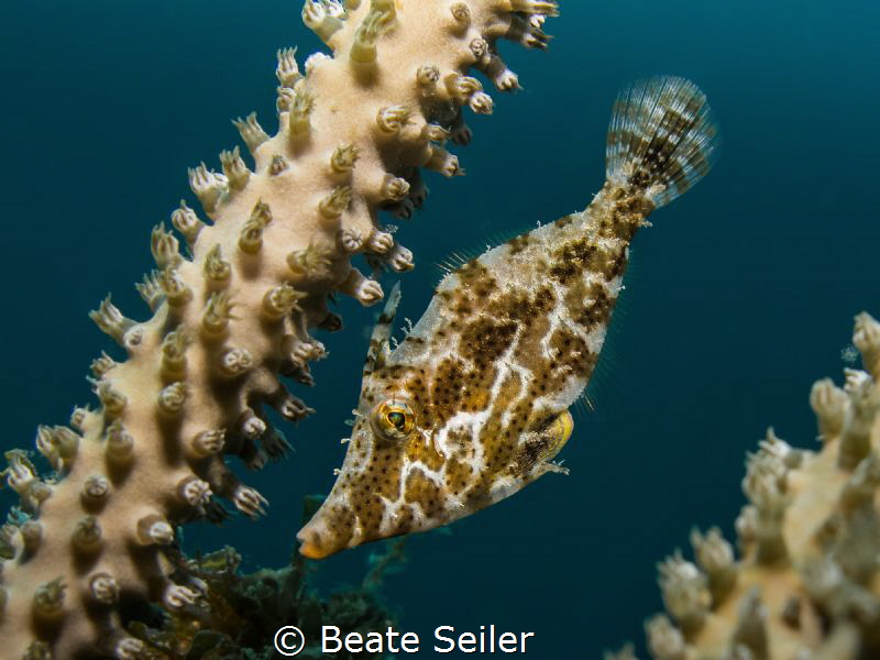 small filefish from "under the Bridge" by Beate Seiler 