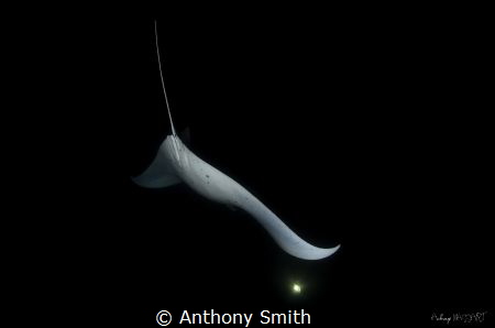 Manta by Night
 by Anthony Smith 