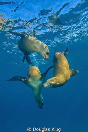 Perfectly poised trio.  California sea lions frolic in th... by Douglas Klug 