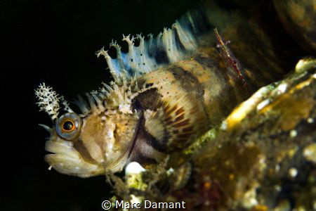 Decorated for War! A Decorated Warbonnet hunting in the n... by Marc Damant 