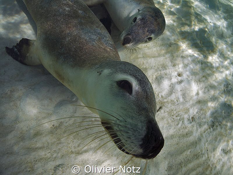 Unforgettable encounter with sea lions at the coast of We... by Olivier Notz 