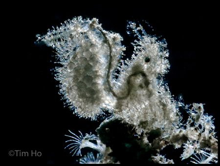 Shining thru a Hairy Shrimp with Eggs. Torch used - no st... by Tim Ho 