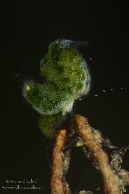 Algae Shrimp-Anilao,Phillippines. by Richard Goluch 