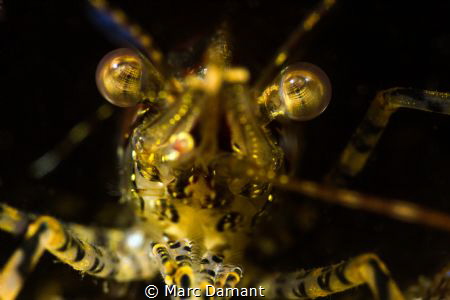 Alien in Red and Gold! With a prawn on the hunt in the ni... by Marc Damant 