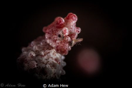Uncropped pygmy portrait with parasite. by Adam Hew 