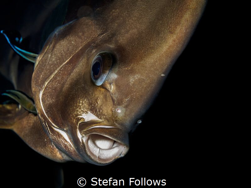 Confidential. Longfin Batfish - Platax teira. Sail Rock, ... by Stefan Follows 