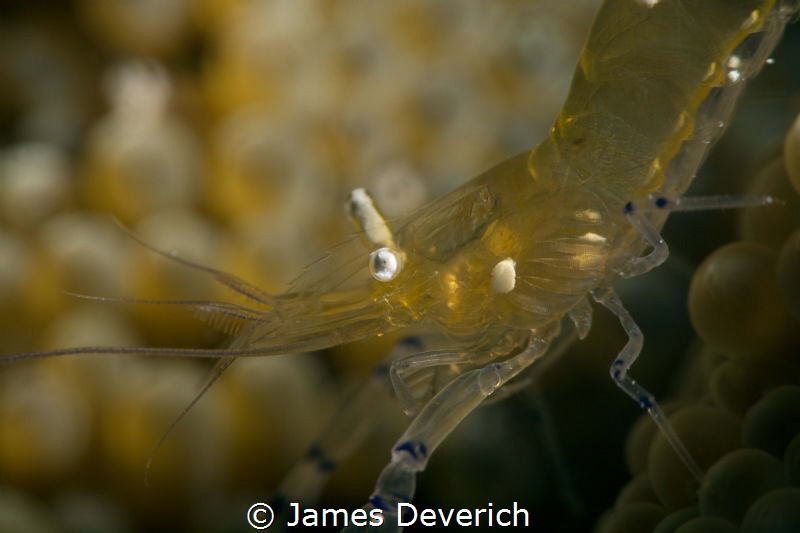 Midas Shrimp by James Deverich 