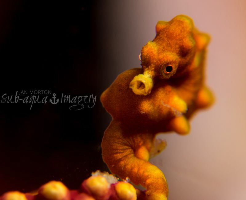 Pygmy Sea Horse.  Approx 8mm in length.  
Olympus OMD E-... by Jan Morton 