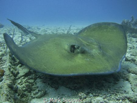 Stealth Bomber
Big mama ray off the coast of Palm Beach
 by Mark Sagovac 