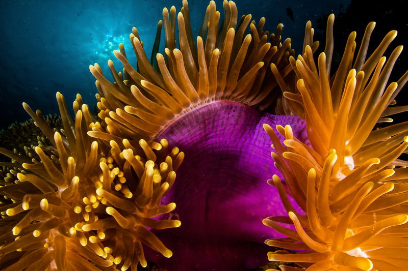 Huge Wakatobi anemone. I spent some time trying to frame ... by Steven Miller 