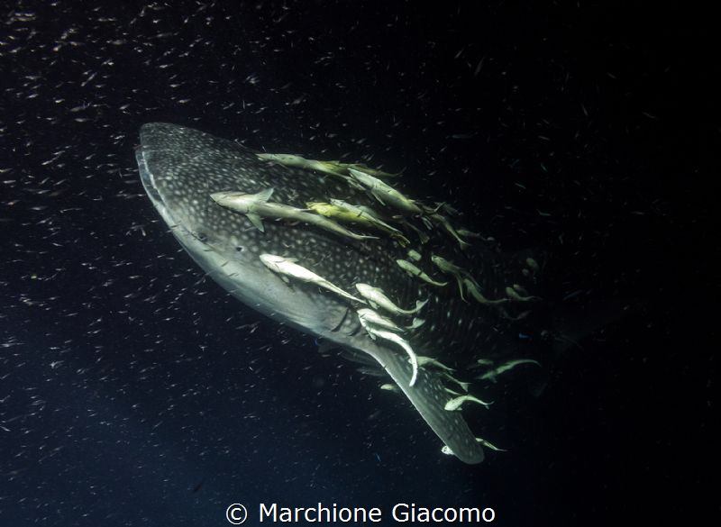 Whale Shark with remoras
Nikon D800E, 17/35mm Nikon
Sua... by Marchione Giacomo 