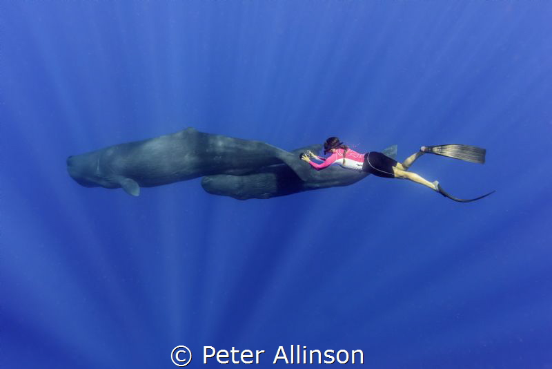 Swimming with Sperm Whales and Amanda Cotton in the photo by Peter Allinson 