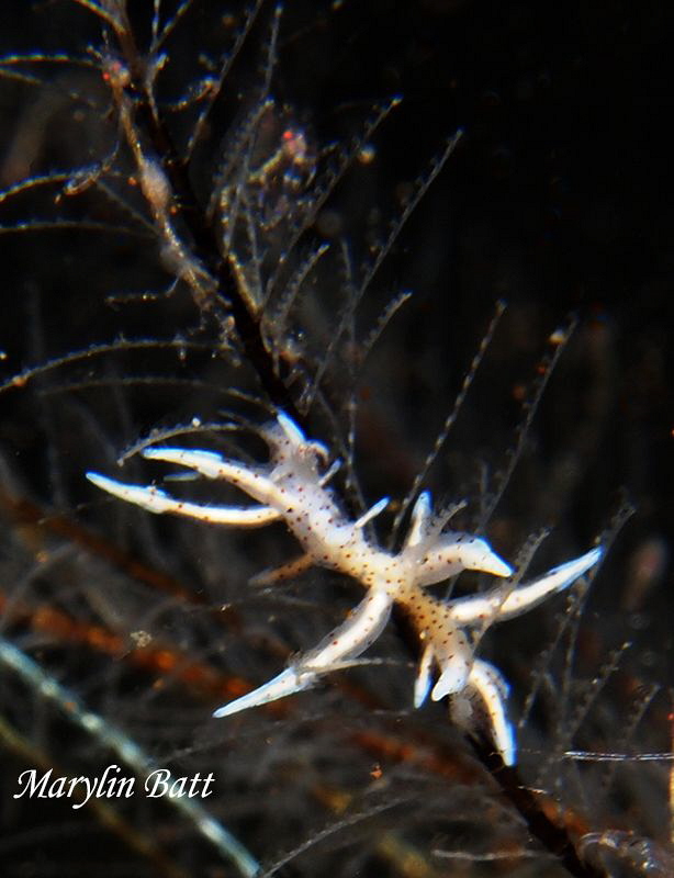 Eubranchidae sp. Nudubranch on a hydroid with two tiny sk... by Marylin Batt 
