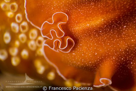 [:b:]Not only flatworm[:/b:] by Francesco Pacienza 