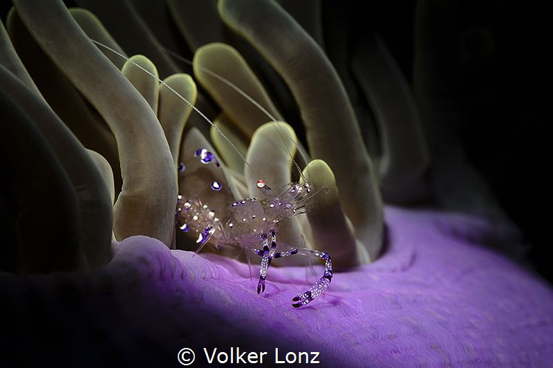 Shrimp on anemone by Volker Lonz 