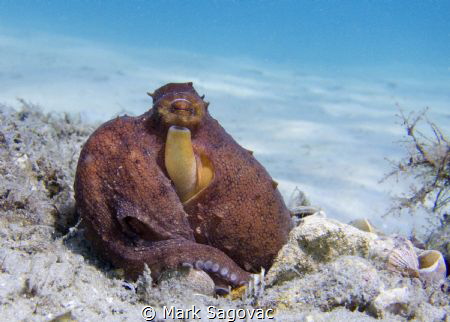 Octopus just being an Octopus
BHB by Mark Sagovac 