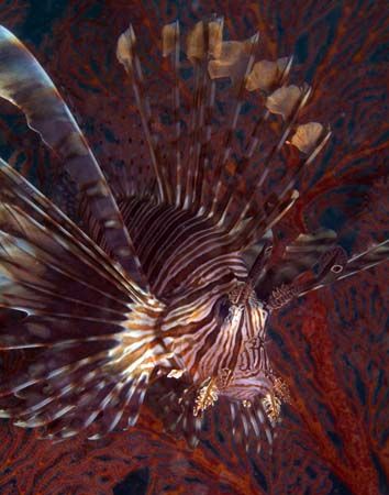 A lionfish in ambush, perhaps mimicing nearby crinoids on... by Gloria Freund 