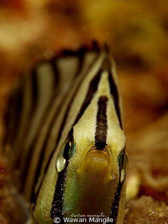Butterfly Fish by Wawan Mangile 