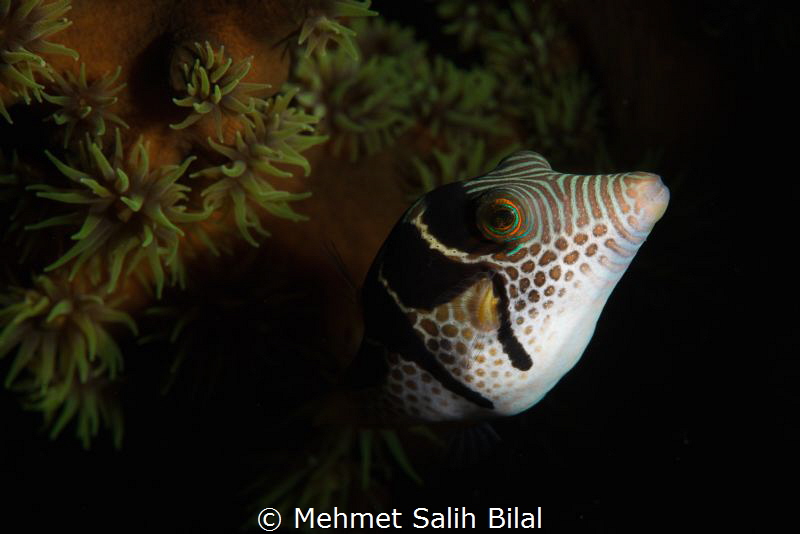 Filefish. by Mehmet Salih Bilal 